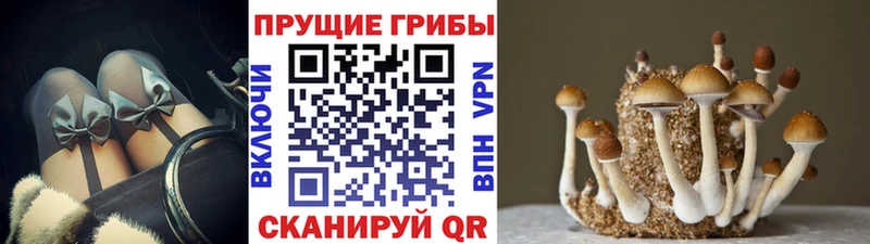 Галлюциногенные грибы Psilocybe  что такое   Фрязино 